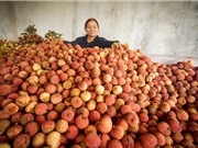 Phát triển sản phẩm chủ lực tại nông thôn miền núi: Mục tiêu mới trong ứng dụng công nghệ